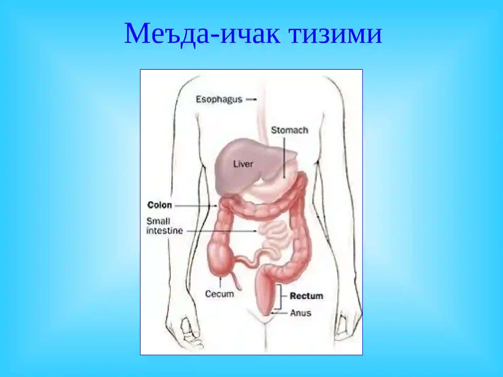 Меъда ости бези касалликлари 2