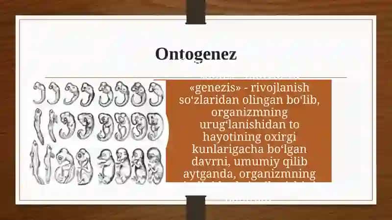 Ontogenez. Embrional taraqqiyotning xususiyatlari. Postnatal ontogenezning asosiy davrlari 2