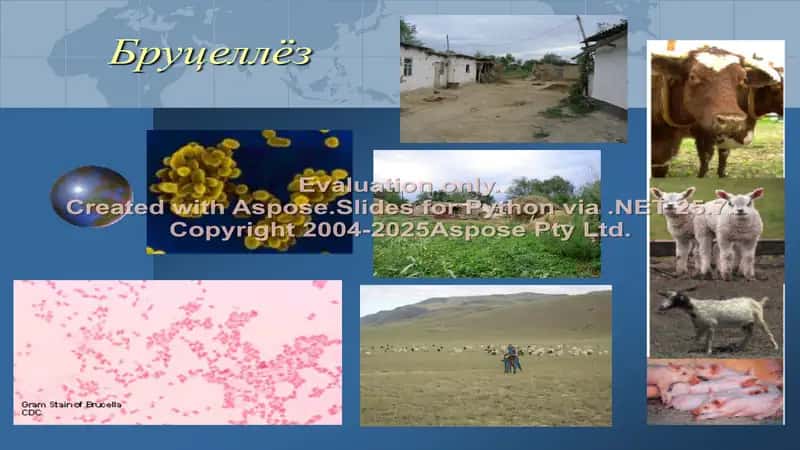 Бруцеллёз (Қораоқсоқ) 2