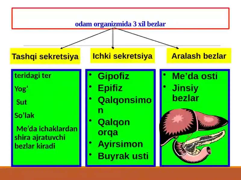 Sekretsiyabezlari, qalqonsimon bez 2