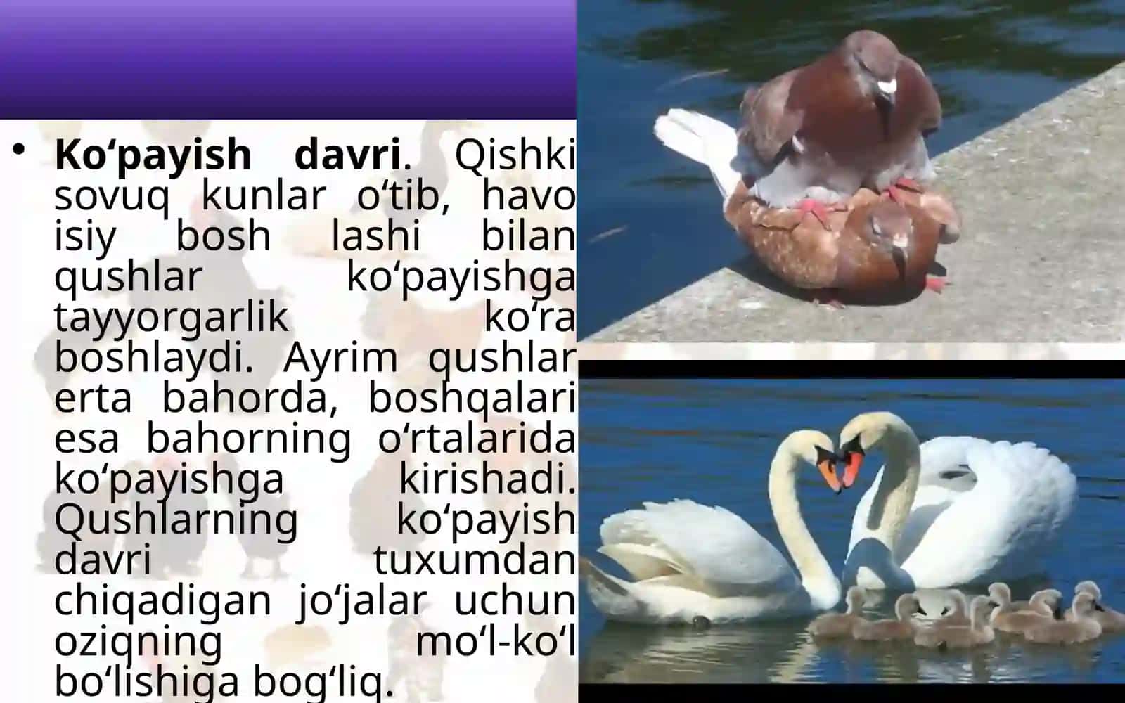 Qushlarning ko‘payishi, rivojlanishi va kelib chiqishi 2