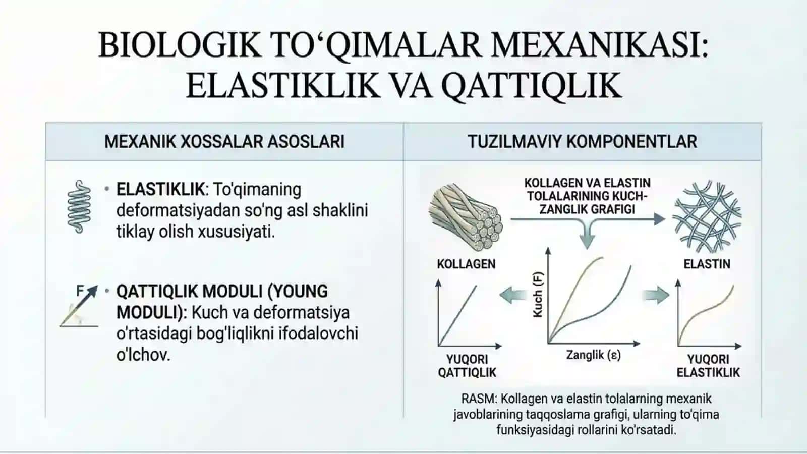 Biologik to’qimalarning mexanik xossalari va Biologik tizimlarda lyuminestsensiya 2