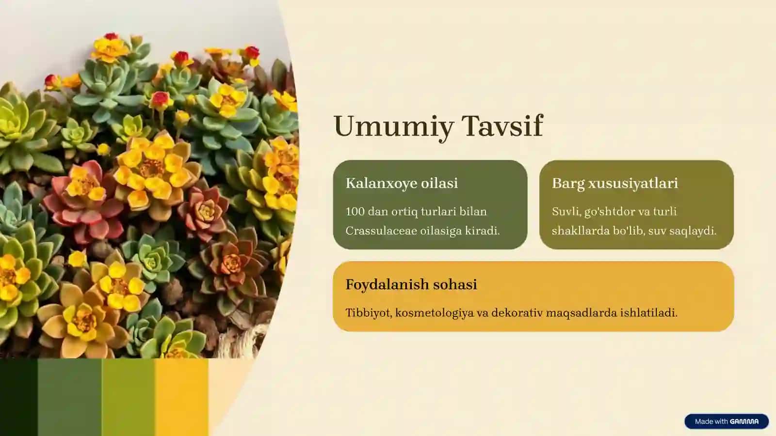 Kalanxoye: Bioekologiyasi va ko'paytirish texnologiyasi 2