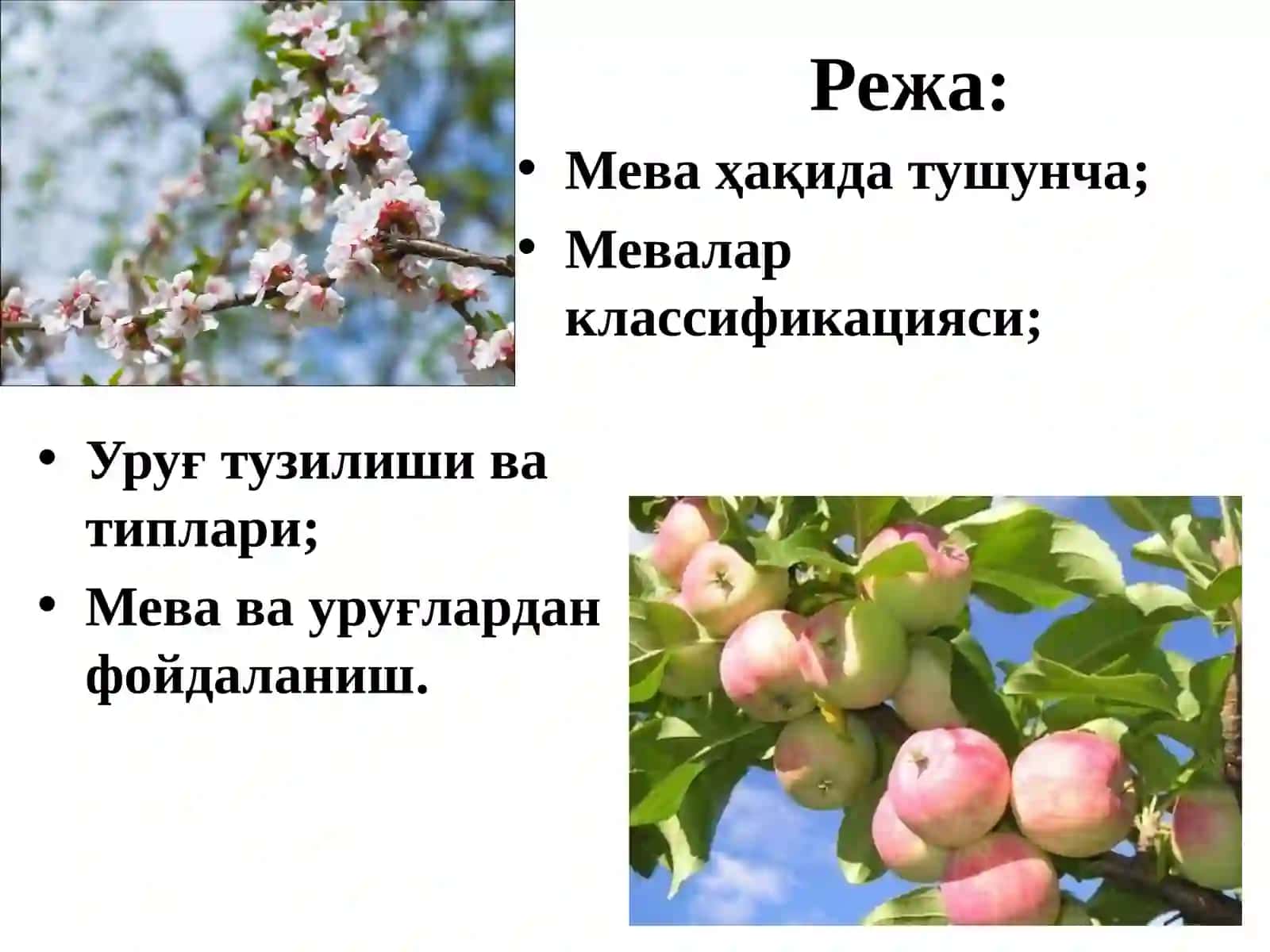 МЕВА, УРУҒ ТУЗИЛИШИ, ТИПЛАРИВА КЛАССИФИКАЦИЯСИ 2