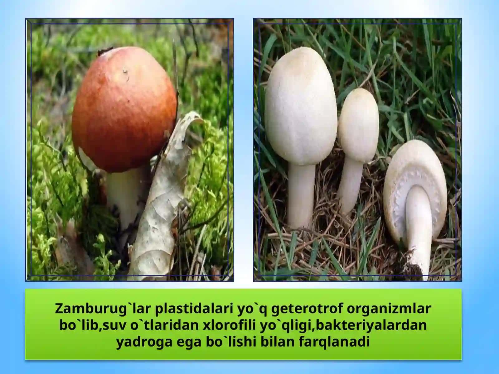 Zamburug’lar morfologiyasi, tuzilishi va ko’payishi 2