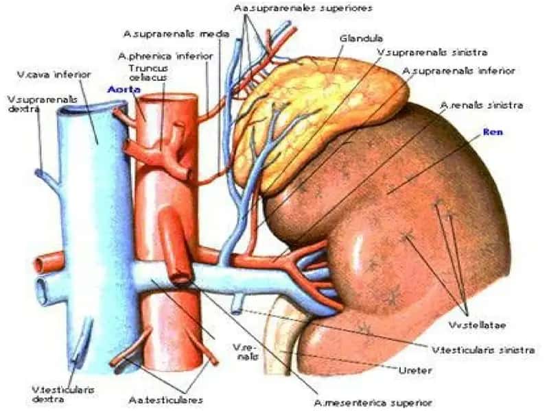 Ichkii sekretsiya bezlarining funksional anatomiyasi 2