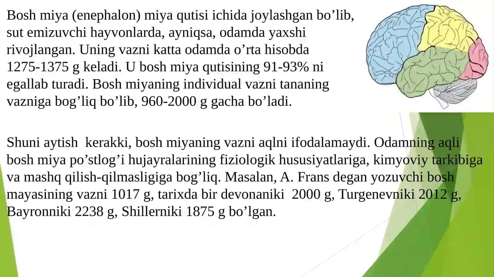 Bosh miya tuzilishi 2
