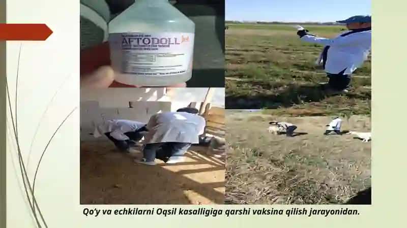 Qo’y va echkilarni Oqsil kasalligiga qarshi vaksina qilish 2
