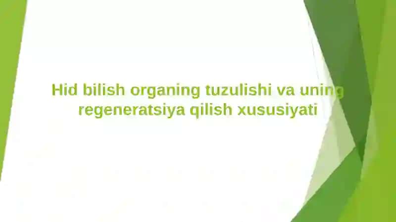 Hid bilish organing tuzulishi va uning regeneratsiya qilish xususiyati 2