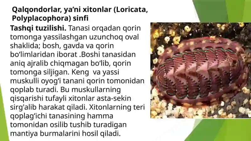 Qalqondorlaryaʼnixitonlar(Loricata,Polyplacophora) sinfi 2