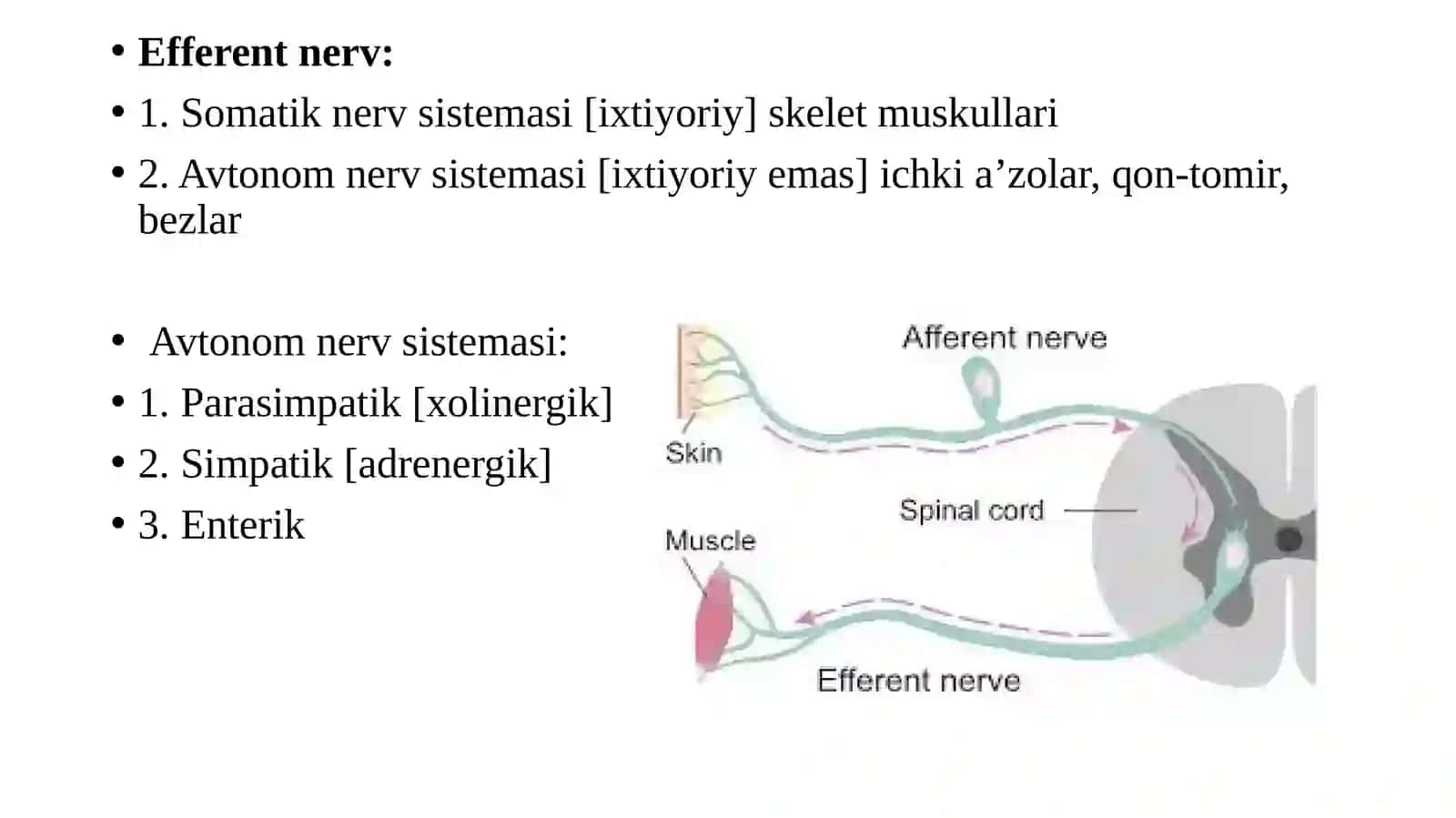 Efferent (periferik nerv sistemasi) innervatsiyaga ta'sir etuvchi dorivoritalar: M-, N-xolinomimetik vositalar. M-, N-xolinoblokator vositalar. Xolinesterazaga qarshi vositalar 2
