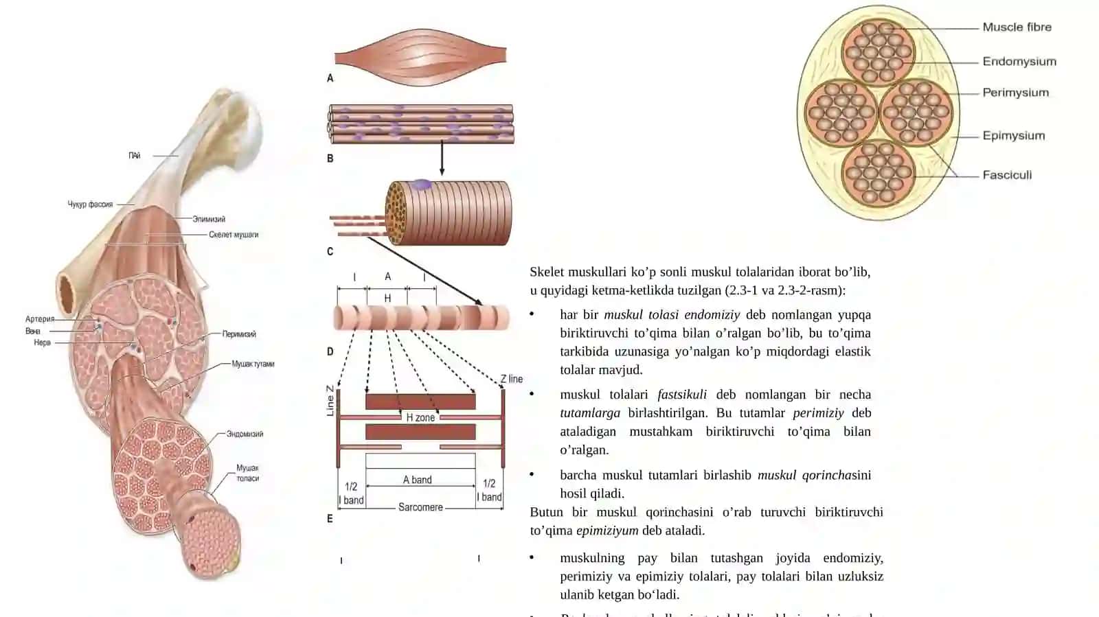 MUSKUL FIZIOLOGIYASI 2