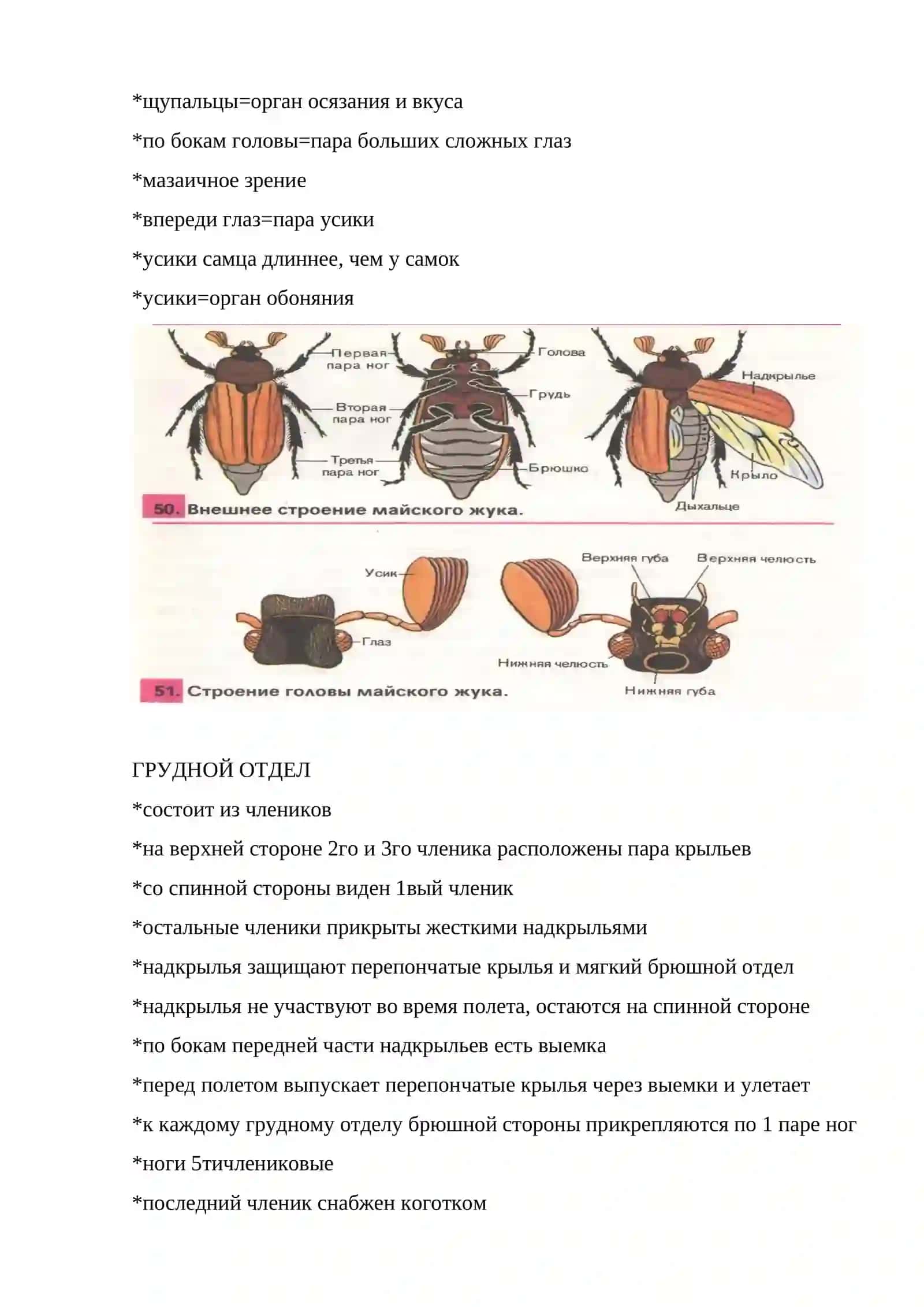 ЗЕЛЕНАЯ БРОНЗОВКА 2