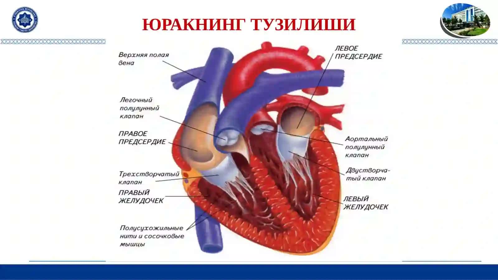 ЮРАК-ҚОН ТОМИР ТИЗИМИ ЭМБРИОГЕНЕЗИ 2