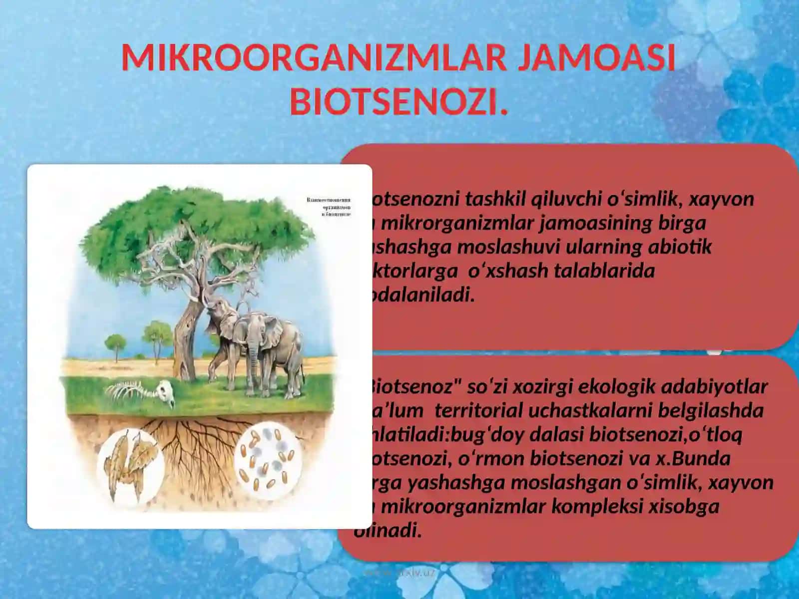 Biotsenoz va biogeotsen 2