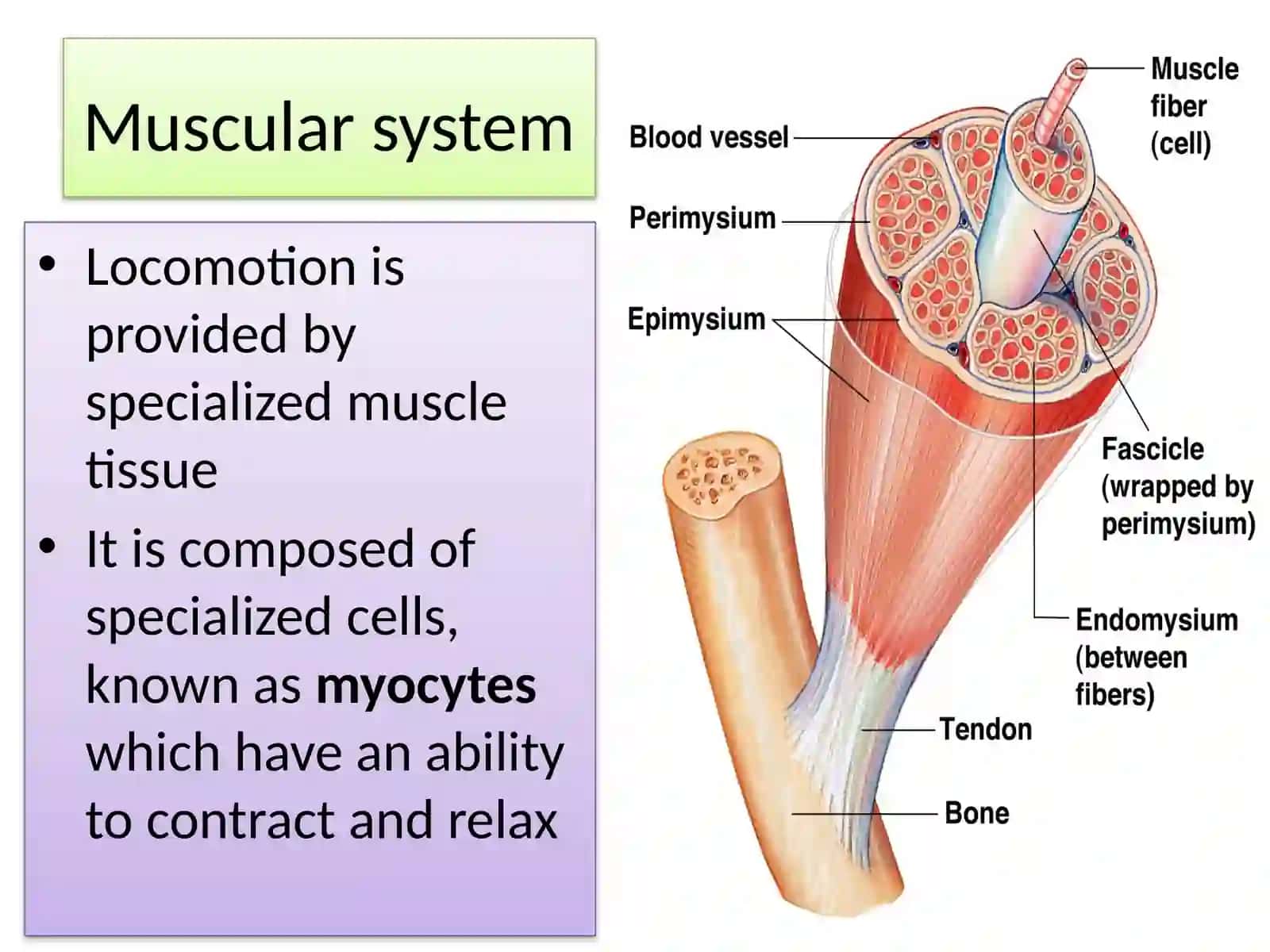 Human muscular system 2