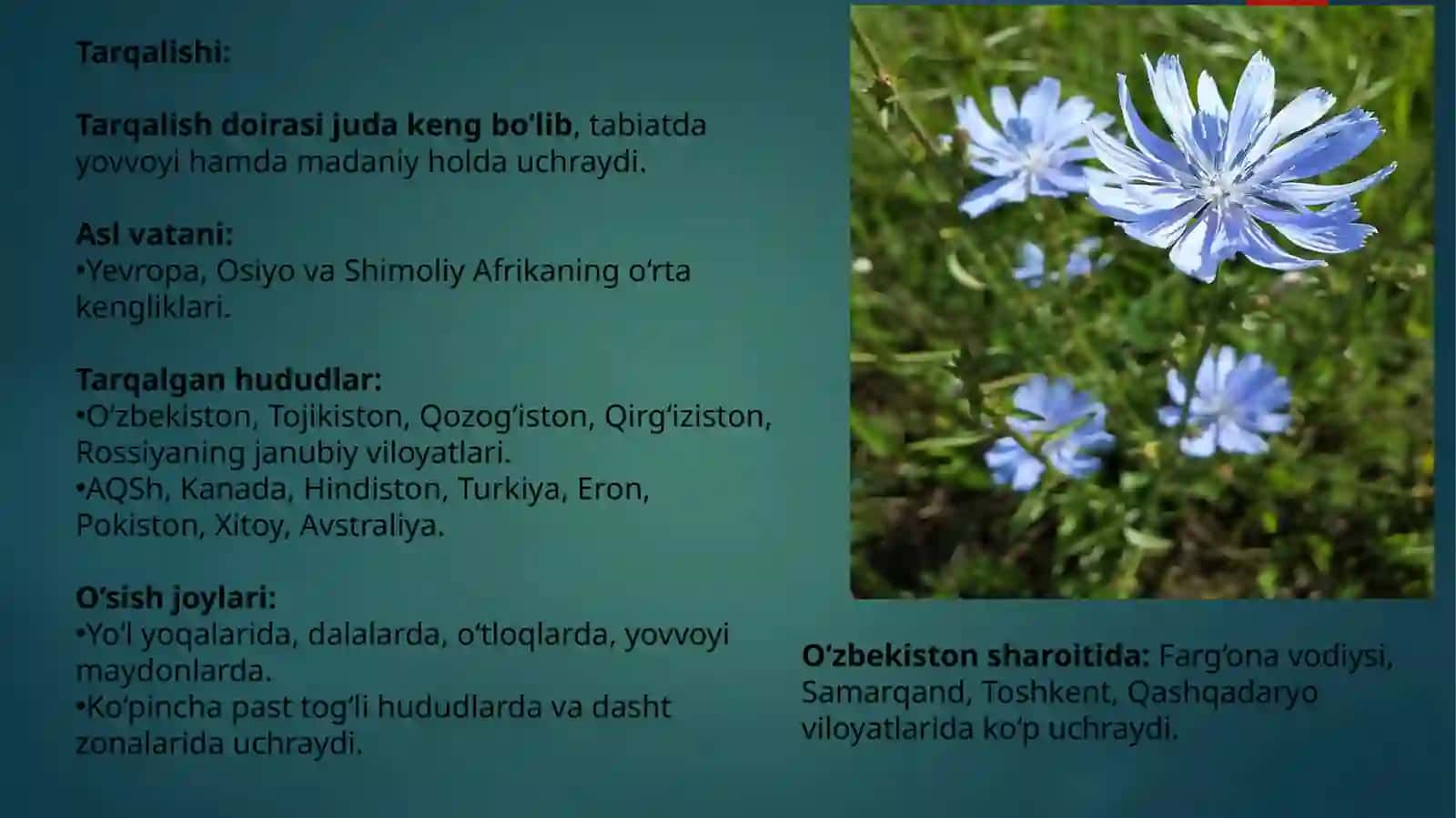 Oddiys achratqi (Cichorium intybus L.) turining sistematikasi, tarqalishi, ekologiyasi va tibbiyotda qo'llanilishi 2