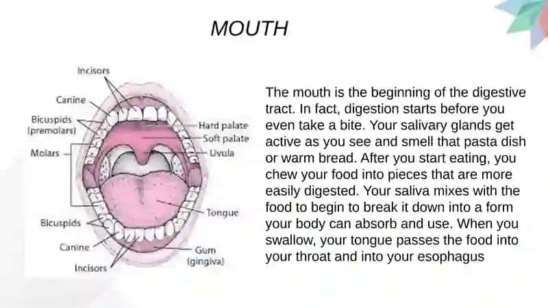Digestive System 2