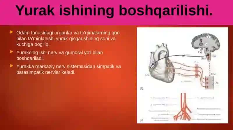 Qonaylanish organlari ishining boshqarilishi 2