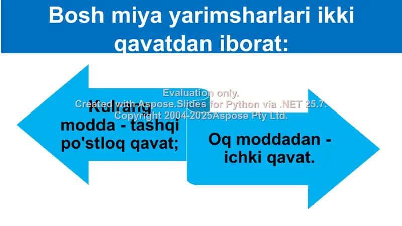 Bosh miya katta yarimsharlarining tuzilishi 2