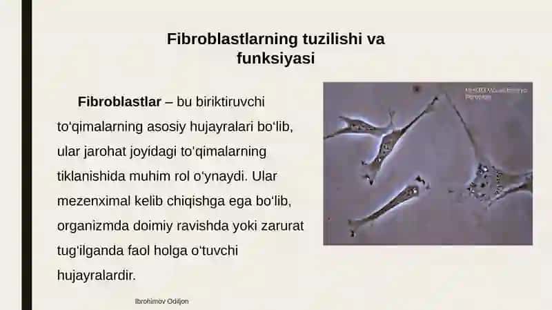 Fibroblastlarning jarohatning bitishi va chandiq xosil bo‘lishidagi roli 2