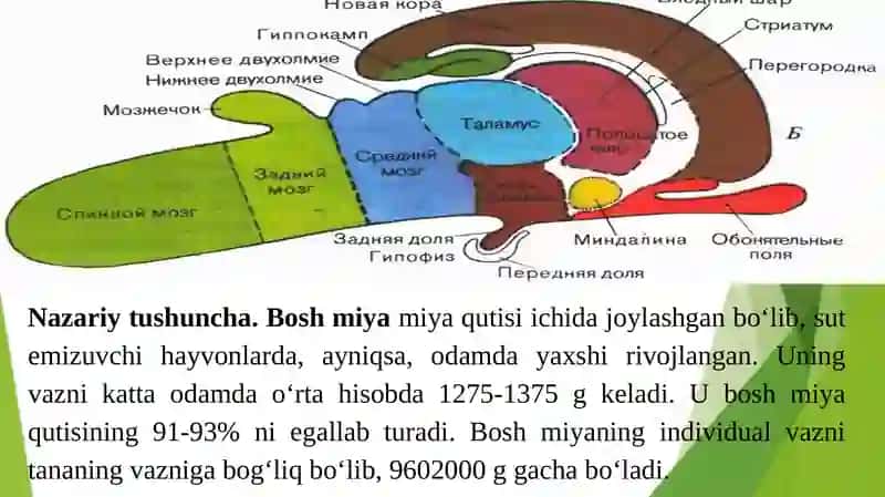 BOSH MIYA NERVLARNING TUZILISHI. BOSH MIYA KATTA YARIM SHARLARI PO‘STLOG‘INING MIKROSKOPIK TUZILISHI. 2