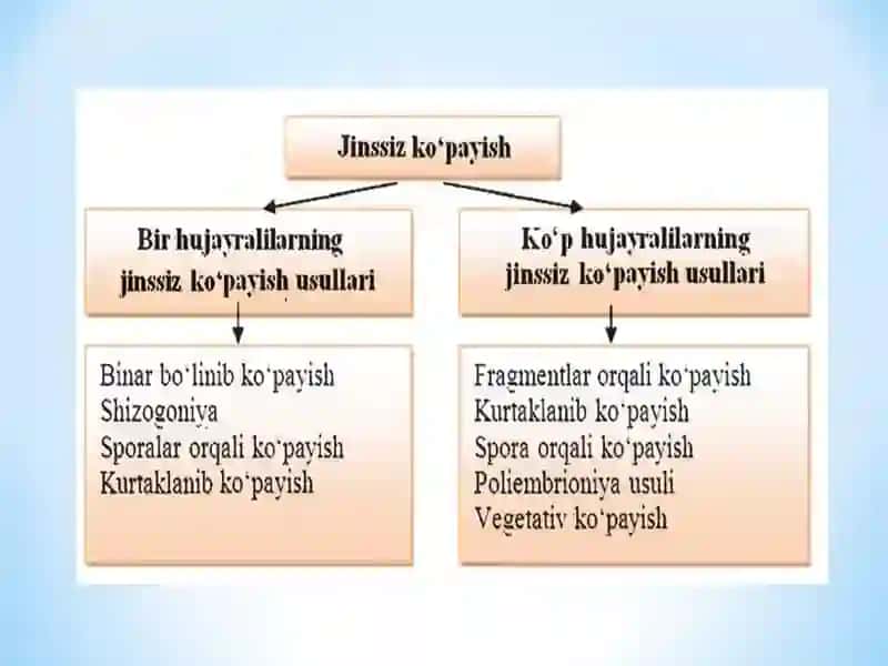Organizmlarning ko‘payishi. Jinssiz ko‘payish 2