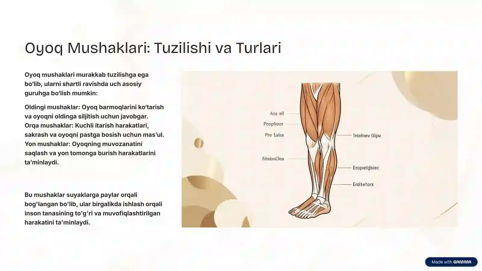 Oyoq Mushaklarining Vazifalari: Harakat va Barqarorlik Kaliti 2