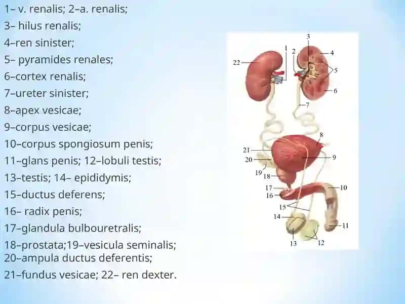 Nefropatiya. Glomerulonefrit, o’tkir buyrak yetishmovchiligi, piyelonefrit 2