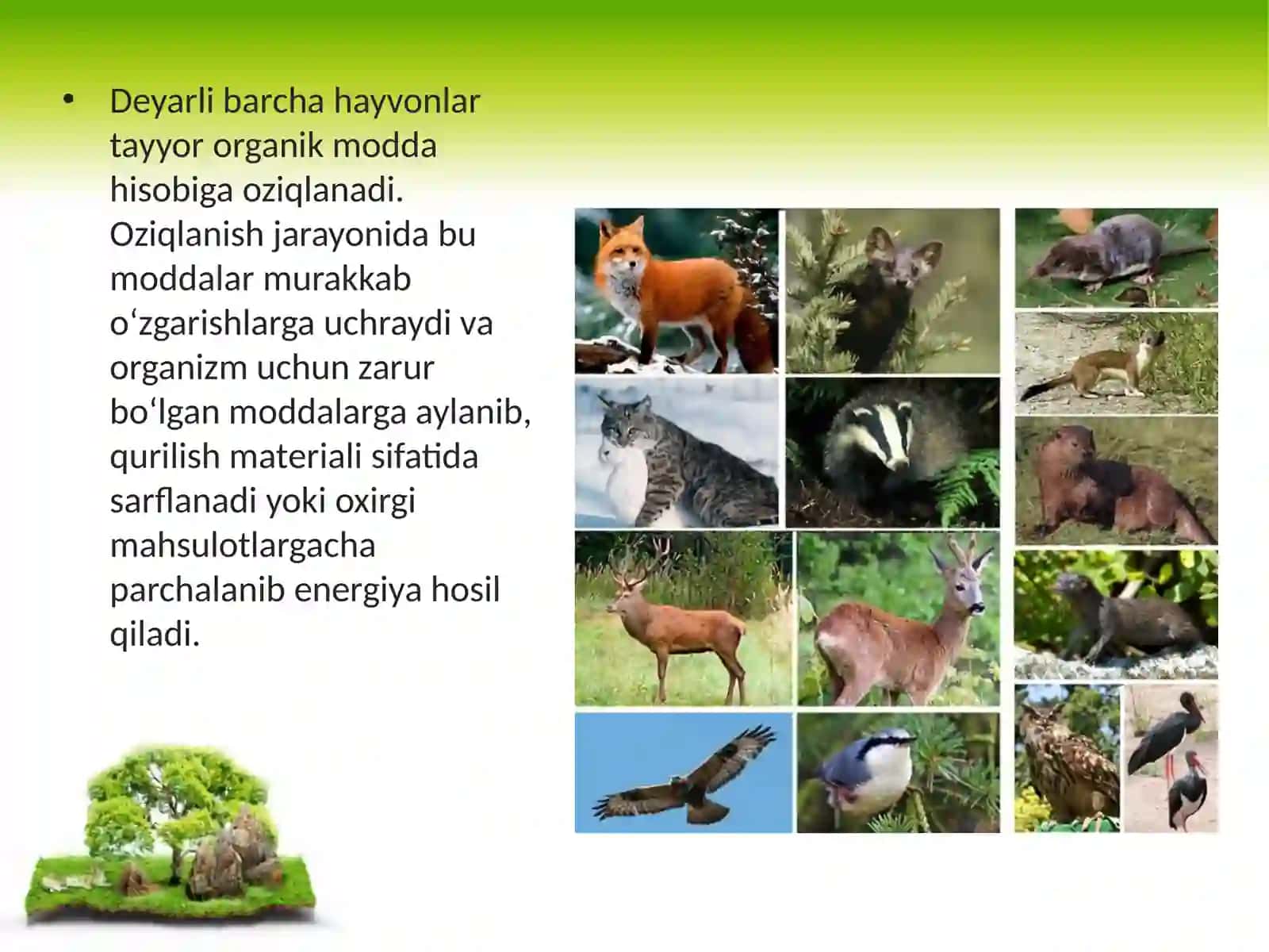 11-sinf Biologiya fanidan dars ishlanma. Hayvonlarning hazm qilish organlari evolutsiyasi 2