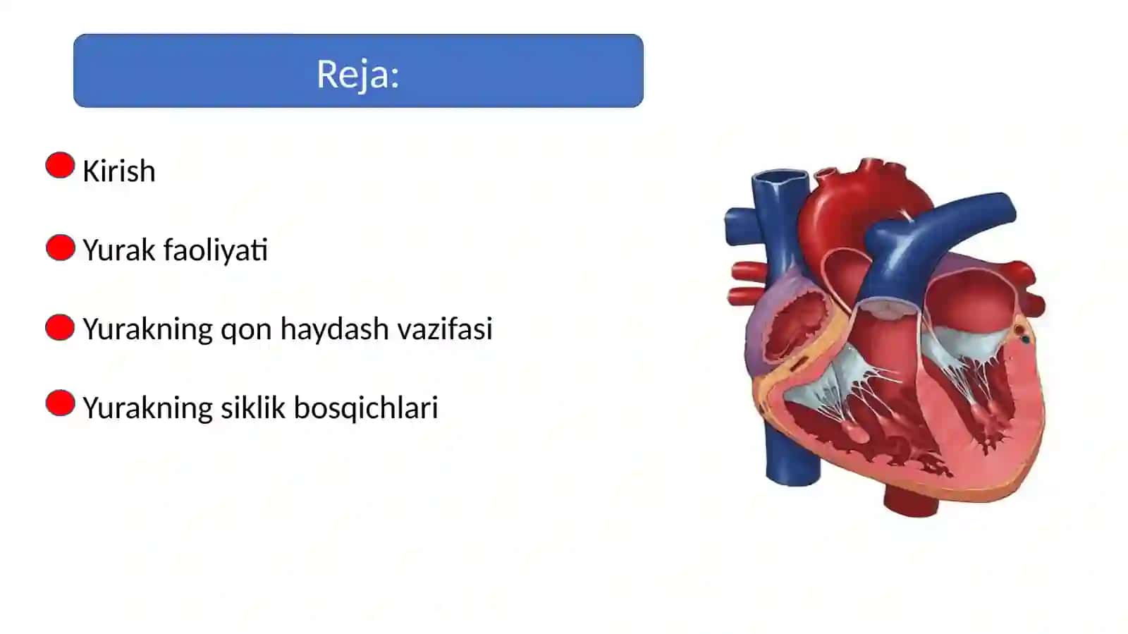 Yurakning gemodinamik vazifasi. Yurak mushaklarining fiziologik xossalari 2