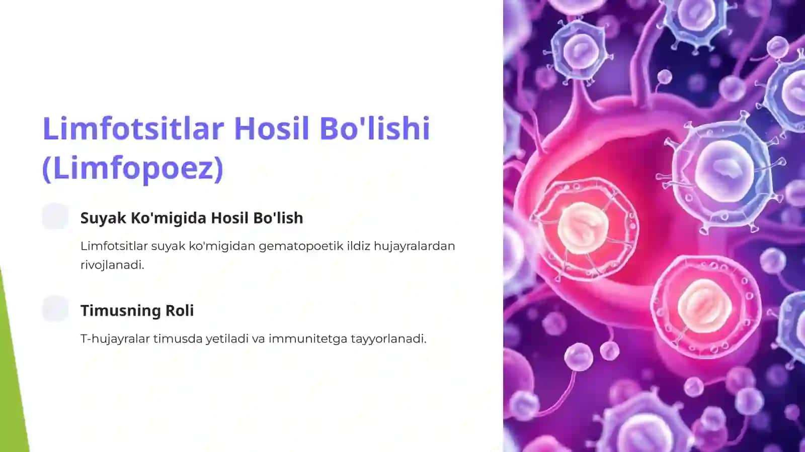 Limfotsitlar: Immun Tizimning Asosiy Hujayralari 2