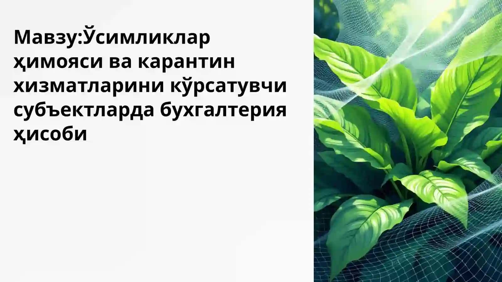 Ўсимликлар ҳимояси ва карантин хизматларини кўрсатувчи субъектларда бухгалтерия ҳисоби 2