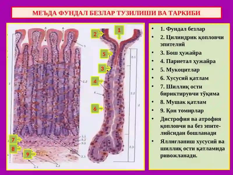 Ошкозон –ичак системаси касалликлари 2