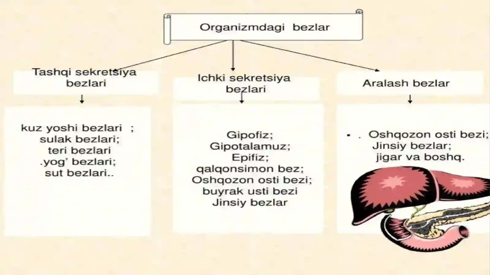 Ichki sekretsiya bezlari fiziologiyasi.Gipptalo-gipofizar tizim,qalqonsimon bez va qalqonsimon oldi bezlari fiziologiyasi 2
