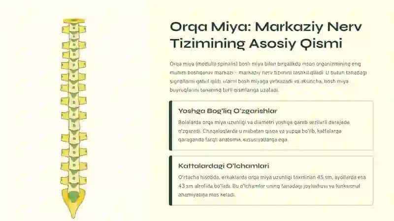 Bolalarda orqa miya anatomo-fiziologik hususiyatlari. Orqa miya suyuqligining bola yoshiga mansub tarkibi 2