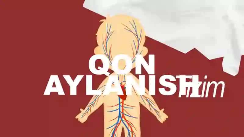 QON AYLANISH TIZIMI QISMLARI 2
