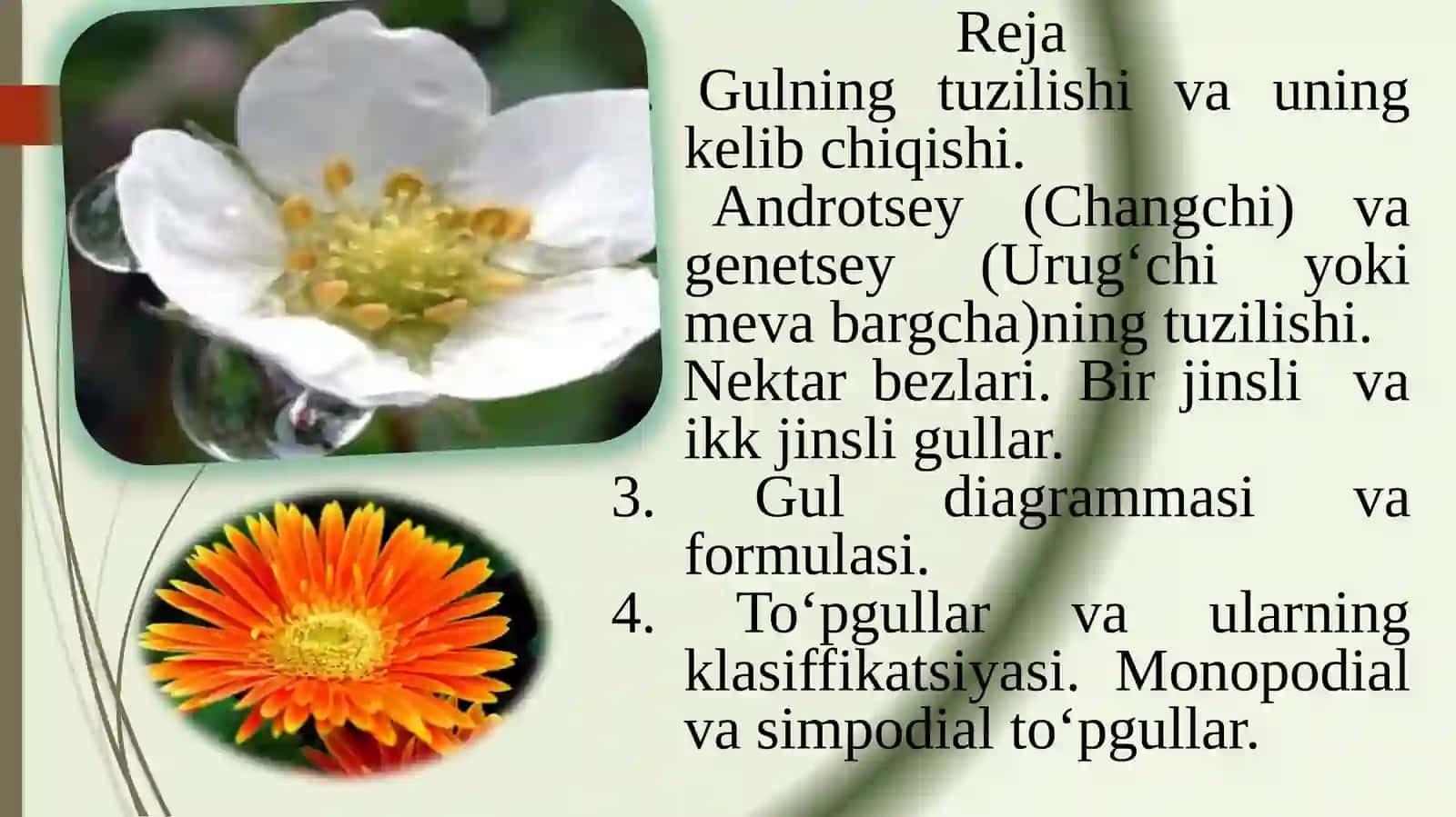 O‘simliklarning generativ organlari Gul va to‘pgullar bilan tanishish 2