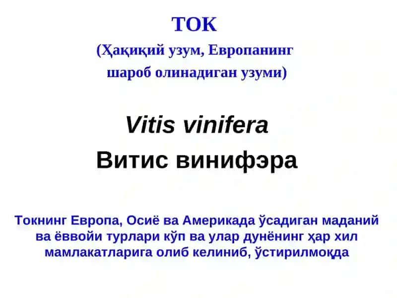 ТОК КАСАЛЛИКЛАРИ ВА УЛАРГА ҚАРШИ КУРАШ ЧОРАЛАРИ 2