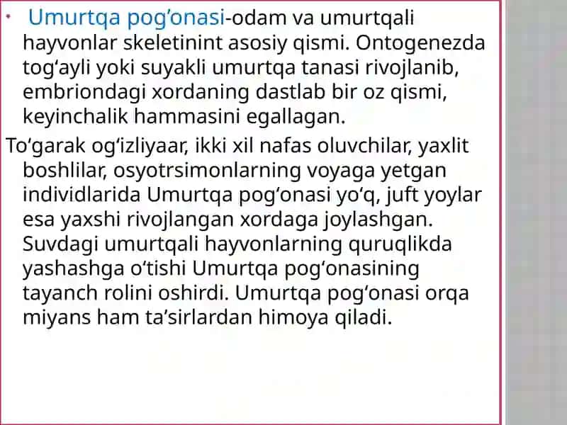 Umurtqa pog’onasi 2