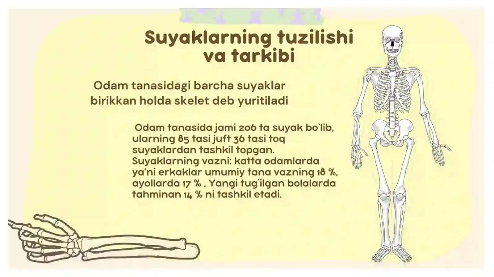 Suyakalarning turlari va vazifalari 2