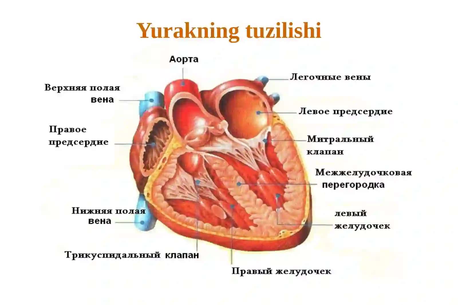 Yurakfiziologiyasi.Gemodinamikaningfiziologikasoslari 2