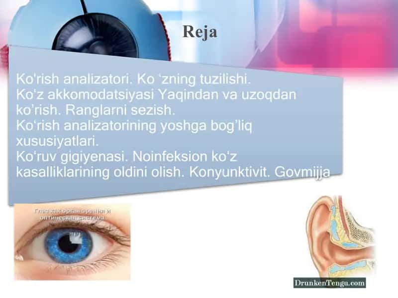 Sezgi o’rganlari va analizatorlar. Ko‘rish analizatori 2