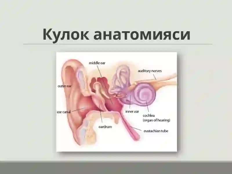 Кулокнинг клини канатомияси 2