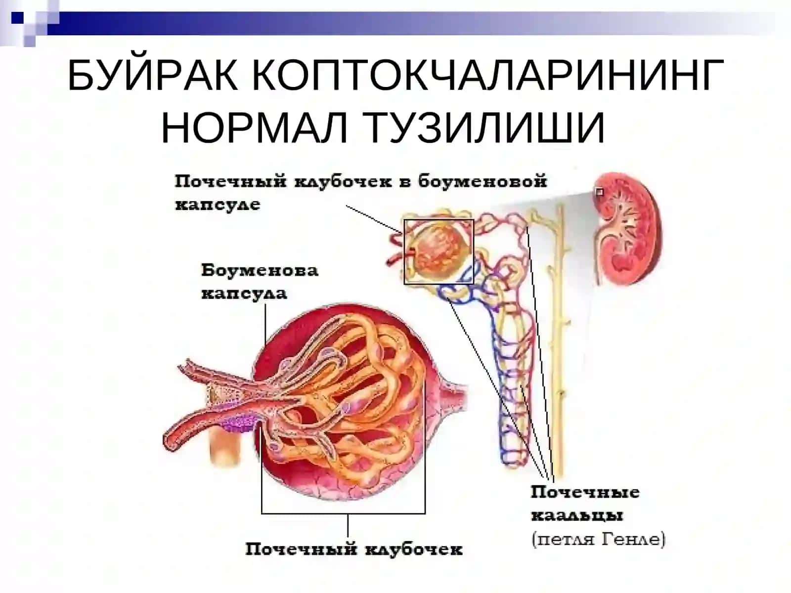 Уткир ва сурункали гломерулонефрит 2