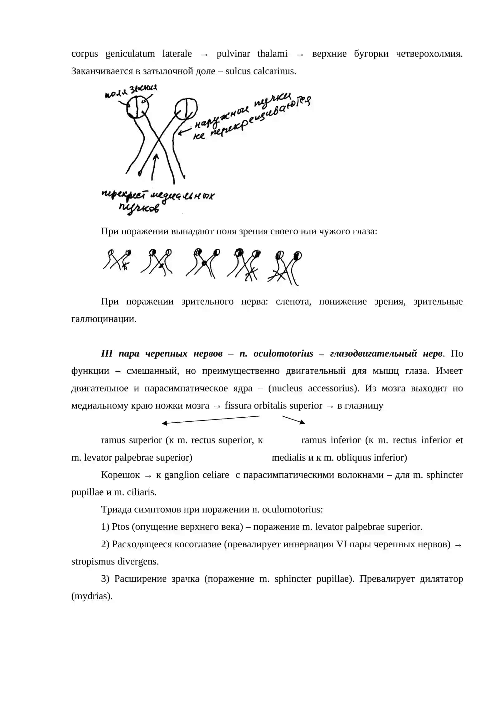 ДВЕНАДЦАТЬ ПАР ЧЕРЕПНО-МОЗГОВЫХ НЕРВОВ 2