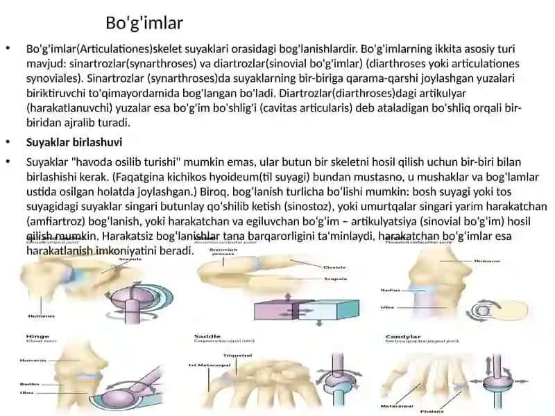 Birlashuvlar. Umurtqalar birlashuvi, umurtqa pog’onasi. Tana suyaklarining birlashuvi. Ko’krak qafasi. Yelka kamari va qo’l erkin qismi suyaklarining birlashuvi: hosil bo’lishi, tuzilishi, harakat o’qlari va sathlari. 2