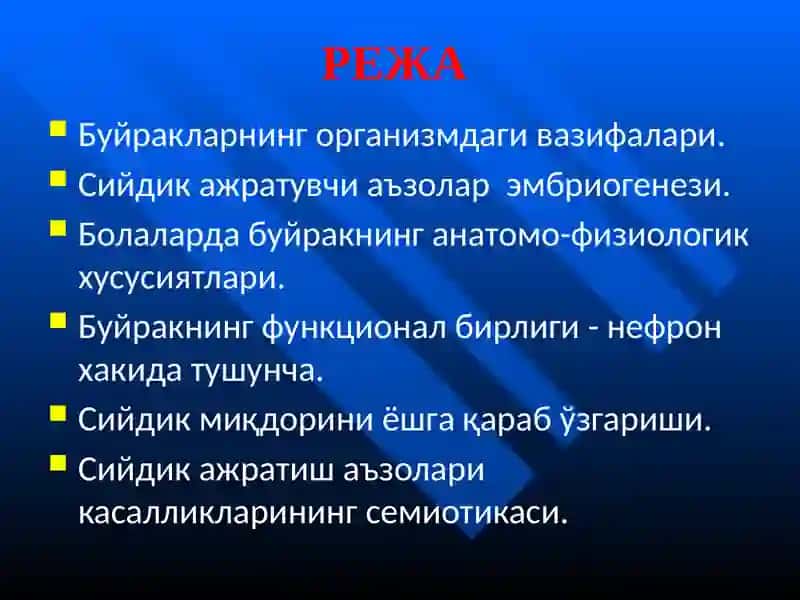 АЙИРУВ ОРГАНЛАРИ АНАТОМО- ФИЗИОЛОГИК ХУСУСИЯТЛАРИ 2