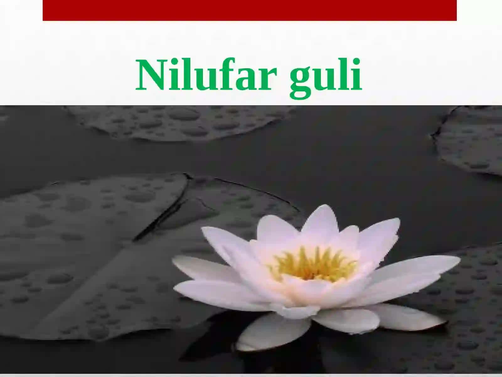 GULLAR-yashnardillar 2