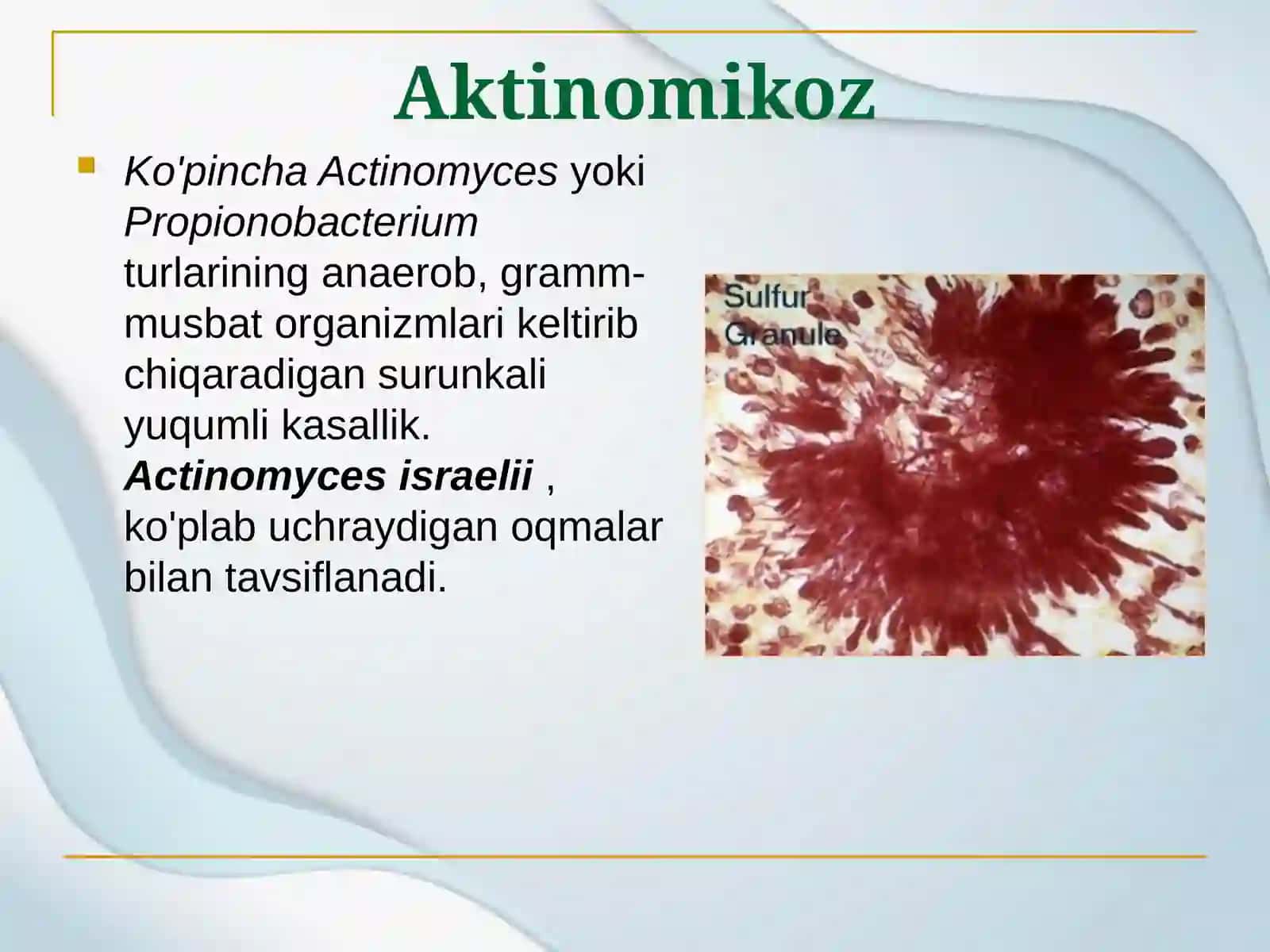 Havo tomchi infeksiya qo'zg'atuvchilari: aktinomikoz, sil 2